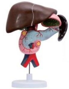 十二指腸、胰、脾解剖模型